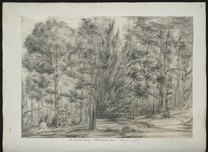 [Buchanan, John], 1819-1898 :Dr Hector's camp, Matukituki River (Beech bush). [185-]