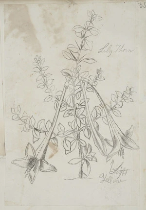 [Buchanan, John], 1819-1898 :Lily thorn. [ca 1858-1890]