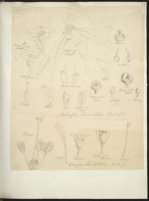 [Buchanan, John], 1819-1898 :Melicytus lanceolatus. Hook.fil. Drosera stenopetala. Hook.fil. [ca 1863]