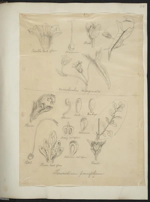[Buchanan, John], 1819-1898 :Convolvulus marginata. Teucridium parvifolium. [ca 1863]