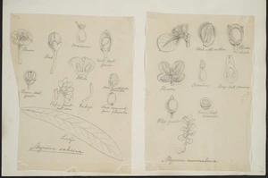 [Buchanan, John], 1819-1898 :[Two drawings. 1. Myrsine salicina; 2. Myrsine nummularia. ca 1863]