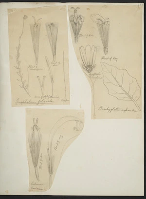 [Buchanan, John], 1819-1898 :[Three drawings. 1. Gnaphalium filicaule; 2. Brachyglottis repanda; 3. Celmisia coriacea. ca 1863]