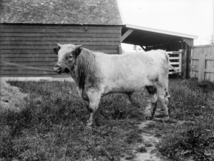 Shorthorn bull