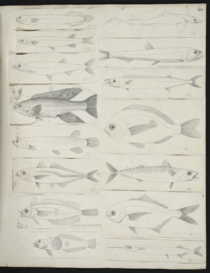 [Buchanan, John], 1819-1898 :[New Zealand fish. ca 1872]