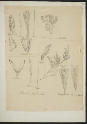 [Buchanan, John], 1819-1898 :Raoulia tenuicaulis. Ozothamnus microphyllus. [ca 1863]