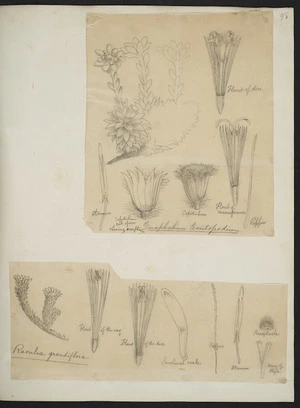 [Buchanan, John], 1819-1898 :[Two drawings. 1. Gnaphalium leontopodium; 2. Raoulia grandiflora. ca 1863]