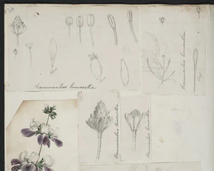 [Buchanan, John], 1819-1898 :Ranunculus limosella. [ca 1858-1890]