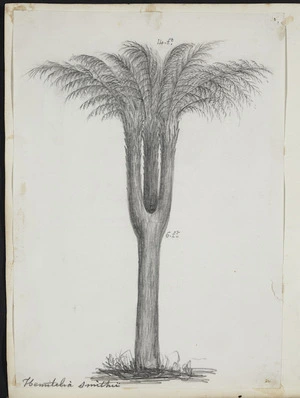 [Buchanan, John], 1819-1898 :Hemitelia smithii. [ca 1860].