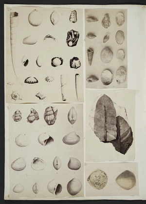 [Buchanan, John], 1819-1898 :[Shell and leaf fossils. ca 1856-1890]