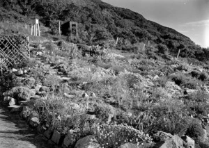 Photograph of a rock garden on Kapiti Island