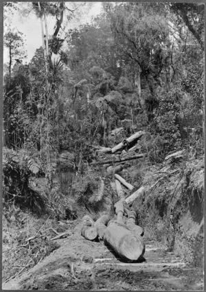Kauri logs in bush