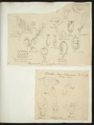 [Buchanan, John], 1819-1898 :[Two drawings. 1. Hymenanthera crassifolia. Hook.fil; 2. Donatia novae-zealandiae. Hook.fil. ca 1863]