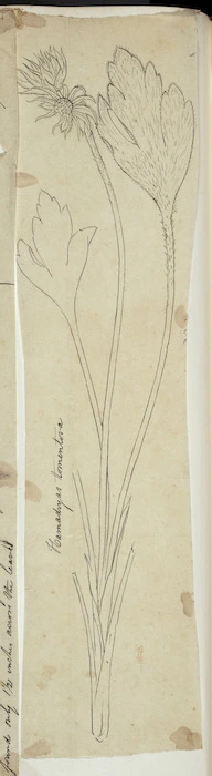 [Buchanan, John], 1819-1898 :Hamadryas tomentosa. [ca 1863]