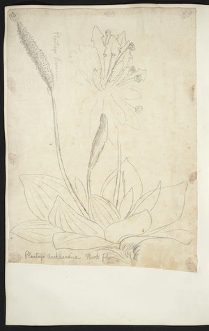 [Buchanan, John], 1819-1898 :Plantago aucklandii. Hook.fil. [ca 1863]