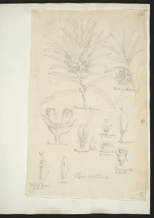 [Buchanan, John] 1819-1898 :Olea montana. [ca 1870]
