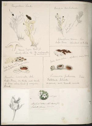 [Buchanan, John], 1819-1898 :[Lichen and fungus; alpine plant; and rosebud. 1860-1880s].