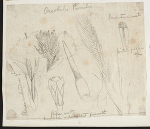 [Buchanan, John], 1819-1898 :Oreobilis pumilio. [ca 1863]