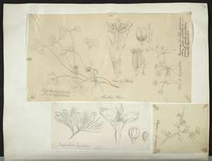 [Buchanan, John], 1819-1898 :[Three drawings. 1. Hooker's flora. Azorella trifoliolata. Pozoa trifoliolata. Var. B. tripartita; 2. Sisyrinchium pumilum; 3. Pittosporum obcordatum. ca 1863]