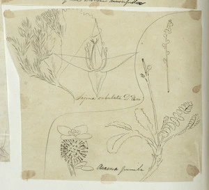[Buchanan, John], 1819-1898 :Acaena pumila. Sagina subulata. D'Ur. [ca 1863]