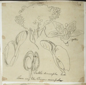 [Buchanan, John], 1819-1898 :Caltha dioneaefolia. Hook. [ca 1863]
