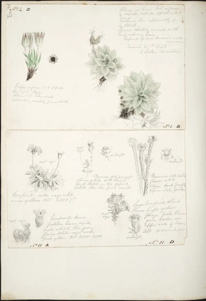 [Buchanan, John] 1819-1898 :March 31st 1863 [Flower studies, mostly of alpine flora]