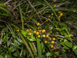 Native plants and bush scenes across New Zealand