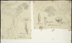 [Buchanan, John], 1819-1898 :[Two drawings. 1. Astelia pumila, Br. South Chili & Falkland Islands; 2. Leptinella lanata, H.f. ca 1863].