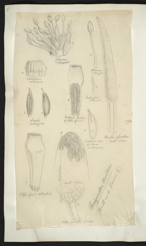 [Buchanan, John], 1819-1898 :Freycinetia banksii. [ca 1863]