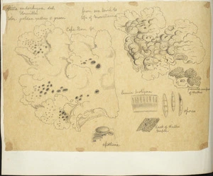 [Buchanan, John], 1819-1898 :Sticta endochrysa. Sticta urvillii. [ca 1863]