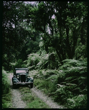 Automobile in bush scene