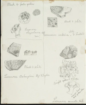 [Buchanan, John], 1819-1898 :[Lichens]. Lecanora mimata, Ach. Lecanora Babingloni. H.f. & Taylor. Verrucaria umbrina, Ach. N.Zealand. Lecanora chrysolenca, Ach. [ca 1863]