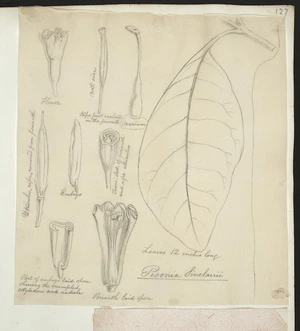 [Buchanan, John], 1819-1898 :Pisonia sinclairii. [ca 1863]