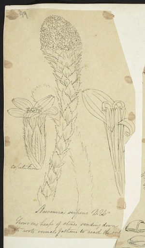 [Buchanan, John], 1819-1898 :Nassauvia serpens. D Ur. [ca 1863]
