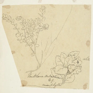 [Buchanan, John], 1819-1898 :Gaulthenia antarctica microphylla. [ca 1863]