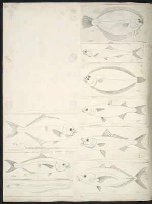 [Buchanan, John], 1819-1898 :[New Zealand fish. ca 1872]