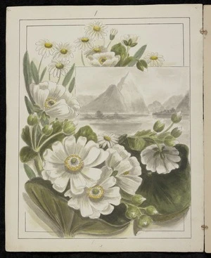 Harris, Emily Cumming 1837?-1925 :Ranunculus lyallii - Mount Cook lily. [189-?].
