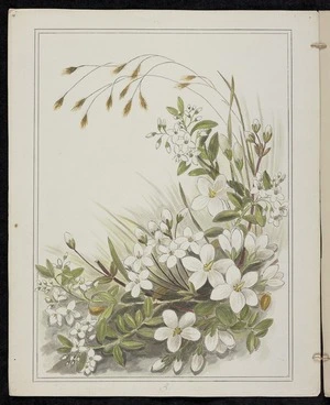 Harris, Emily Cumming 1837?-1925 :Gentiana obovata (now G. townsoni). Veronica buxifolia. [189-?].