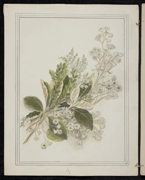 Harris, Emily Cumming 1837?-1925 :Olearia nitida. Veronica laevis. [189-?].