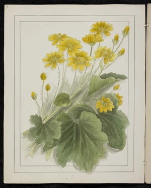 Harris, Emily Cumming 1837?-1925 :Ranunculus navicola. [189-?].