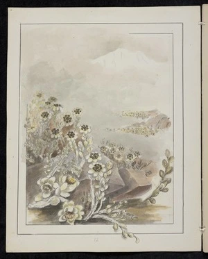 Harris, Emily Cumming 1837?-1925 :Helichrysum grandiceps - the New Zealand Edelweiss. [1890-1896].