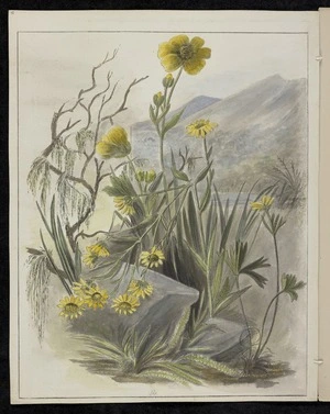 Harris, Emily Cumming 1837?-1925 :Senecio lyallii. Ranunculus insignis. [1890-1896].