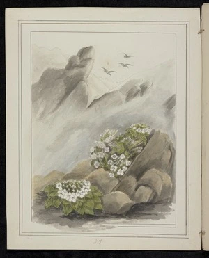 Harris, Emily Cumming 1837?-1925 :Notothlaspi rosilatum. Notothlaspi australe. [1890-1896].