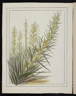 Harris, Emily Cumming 1837?-1925 :Aciphylla squarrosa. [1890-1896].