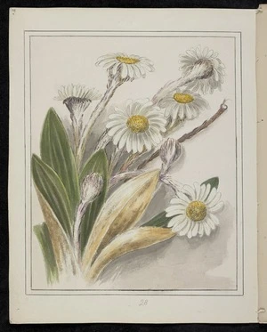 Harris, Emily Cumming 1837?-1925 :Celmisia coriacea - leather plant. [1890-1896].