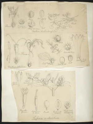 [Buchanan, John], 1819-1898 :[Two drawings. 1. Nertera dichondraefolia; 2. Nertera setulosa. ca 1863]
