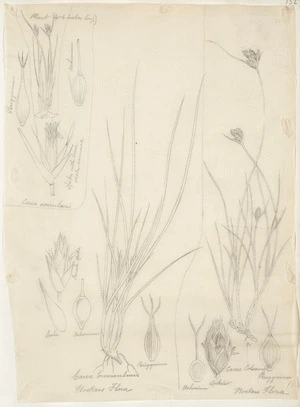 [Buchanan, John], 1819-1898 :Carex acicularis. Carex breviculmis. Carex colensoi. [ca 1863]