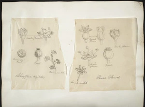 [Buchanan, John], 1819-1898 :[Two drawings. 1. Schoefflera digitata; 2. Panax colensoi. ca 1870]