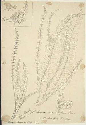 [Buchanan, John], 1819-1898 :Asplenium hookerianum. Lomaria rotundifolia (from Raouli Choix de Plantes). Lomaria pumila (Raoul. Choix). Fluviatilis Spreng. Hook's Flora. [ca 1863]