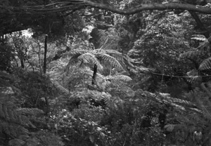 Foliage including tree ferns, Bolton Street Cemetery