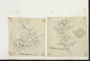 [Buchanan, John], 1819-1898 :Pratia anerosa. H.f. Suttonia divaricata. [ca 1863]